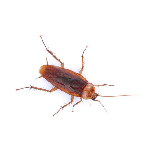 American Cockroach Identification & Behavior | Vermont Pest Control