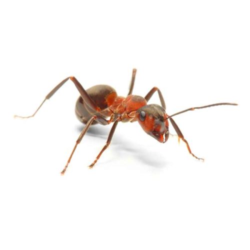 Field Ant Identification, Habits & Behavior | Vermont Pest Control