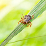 Tick on grass