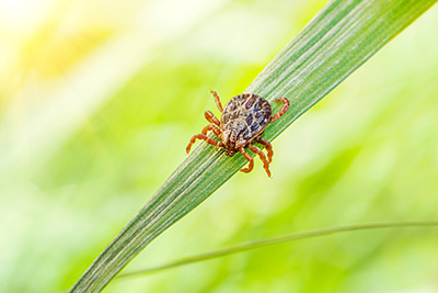 Tick on grass