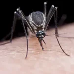 A mosquito perched on a person’s skin. Professional mosquito control services are important in preventing mosquito-borne illnesses like Eastern Equine Encephalitis (EEE.)