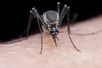 A mosquito perched on a person’s skin. Professional mosquito control services are important in preventing mosquito-borne illnesses like Eastern Equine Encephalitis (EEE.)