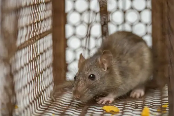 Rodent caught in a metal cage