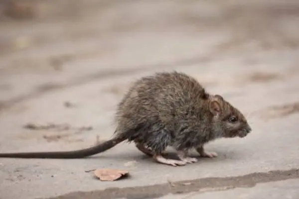 Rodent walking on a sidewalk