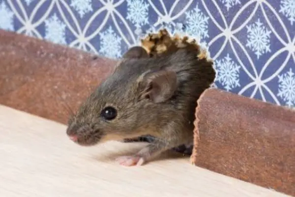 Rodent peeking out of a hole in a baseboard in a house