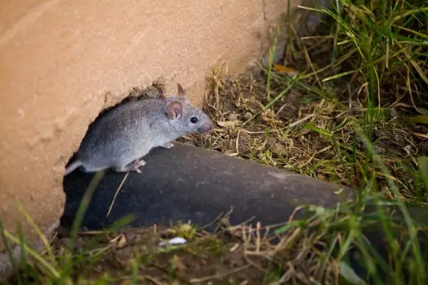 Rodent crawling out of a hole over a pipe in a house foundation