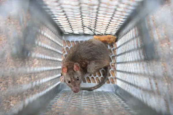 Top view of a rodent captured in a cage