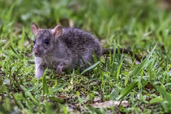 Mouse walking through grass in a backyard