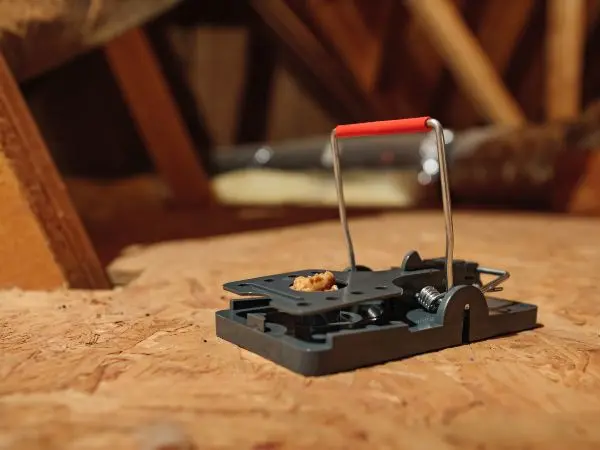 Rat snap trap rigged with bait in an attic