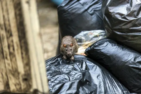 Rat digging through trash bags near a dumpster